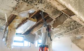 Best Black Mold Removal  in Ansonia, CT